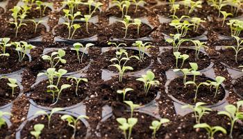 Plant-based is sprouting fast