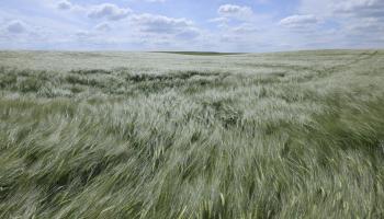 Rye Field