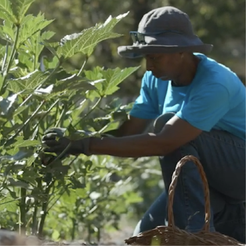 Farmer inspecting crops